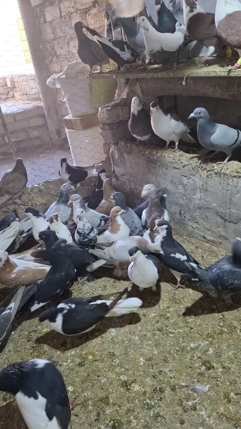 کبوتر پرشی|پرنده|اسفرورین, |دیوار