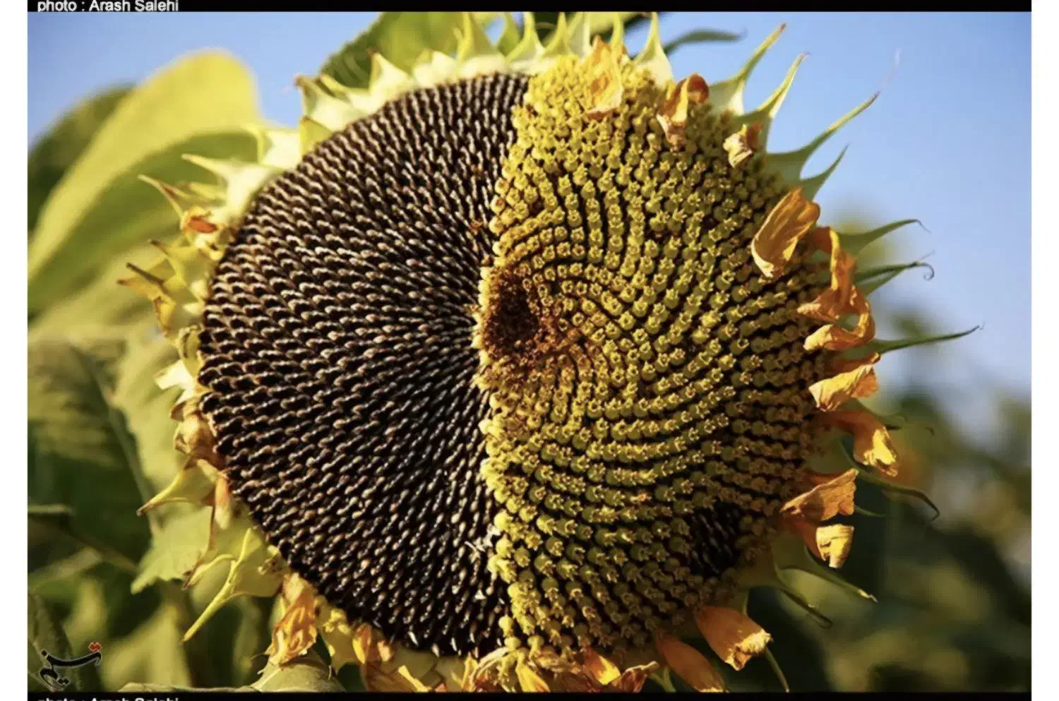 سرکارگر کشاورزی از صفر تا صد|خدمات باغبانی و درختکاری|بیستون, |دیوار