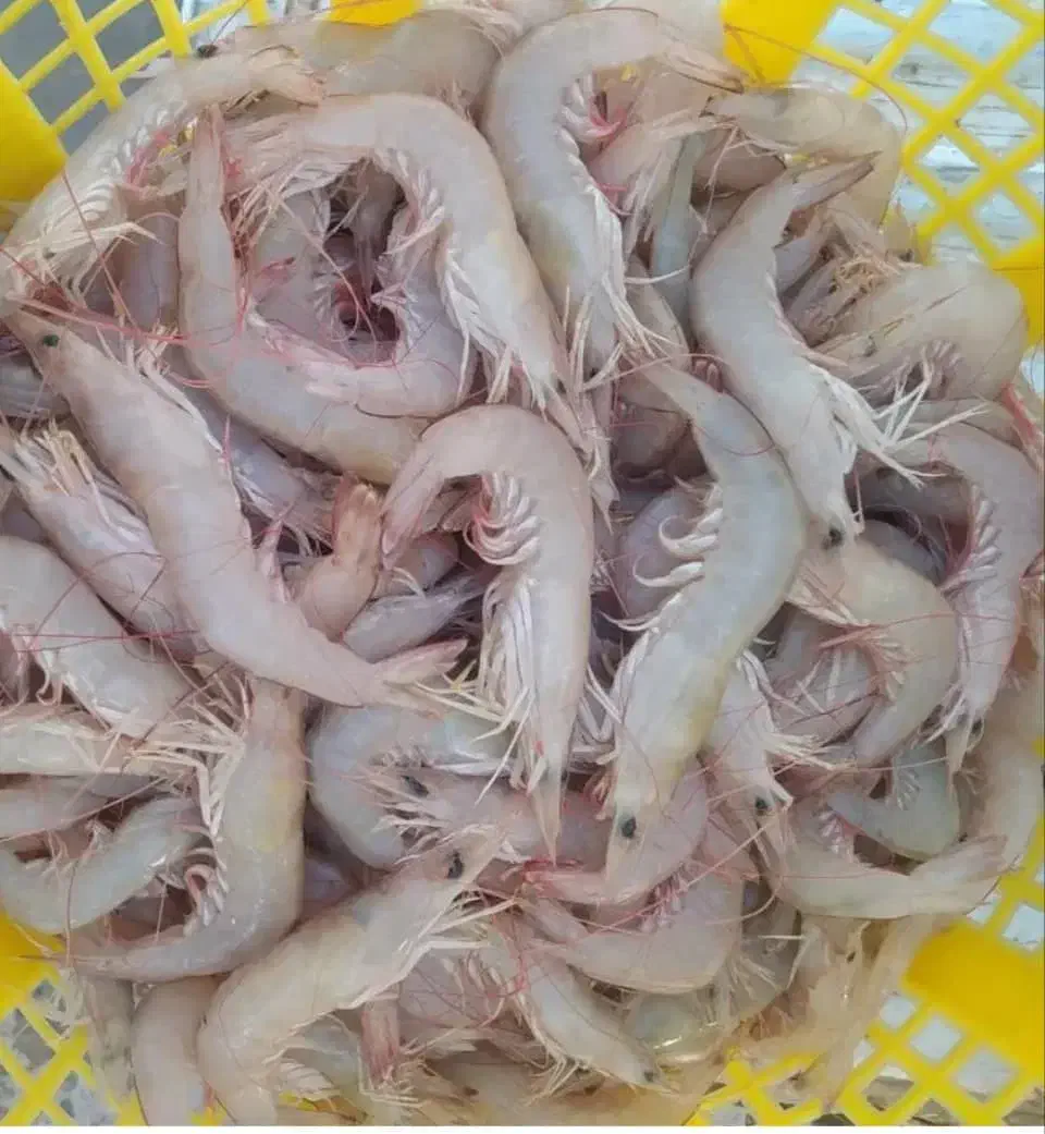 میگو دریایی هندیجان ارسال رایگان|خوردنی و آشامیدنی|عسلویه, |دیوار