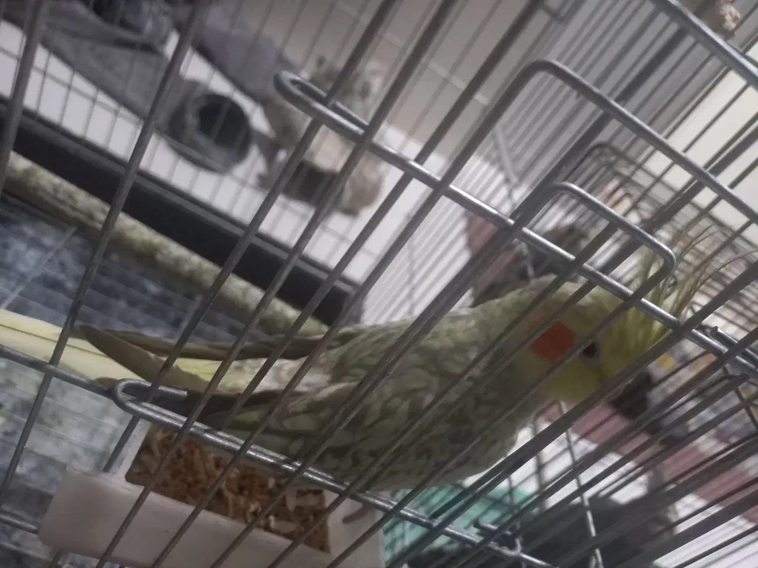 فروش۴عدد عروس هلندی|پرنده|اردکان, |دیوار