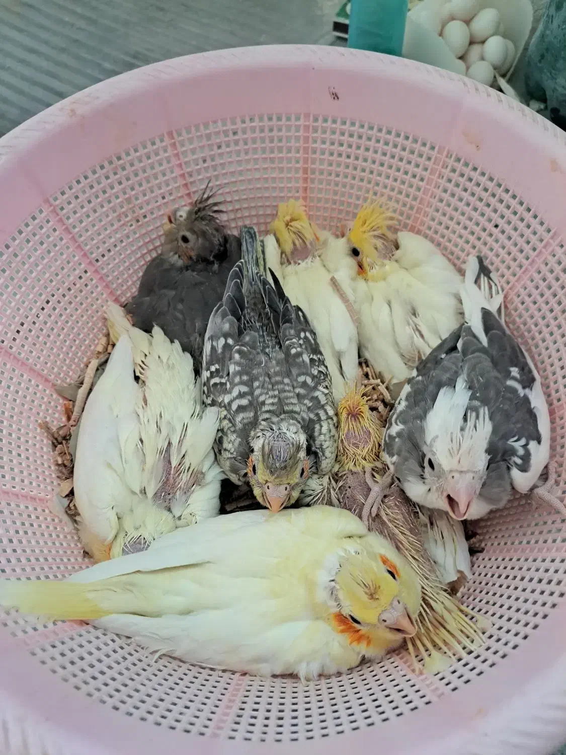 سالن عروس هلندی حیدری|پرنده|شاهرود, |دیوار