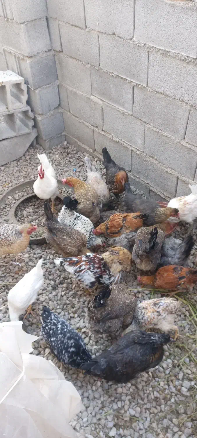 مرغ محلی|حیوانات مزرعه|سی‌سخت, |دیوار