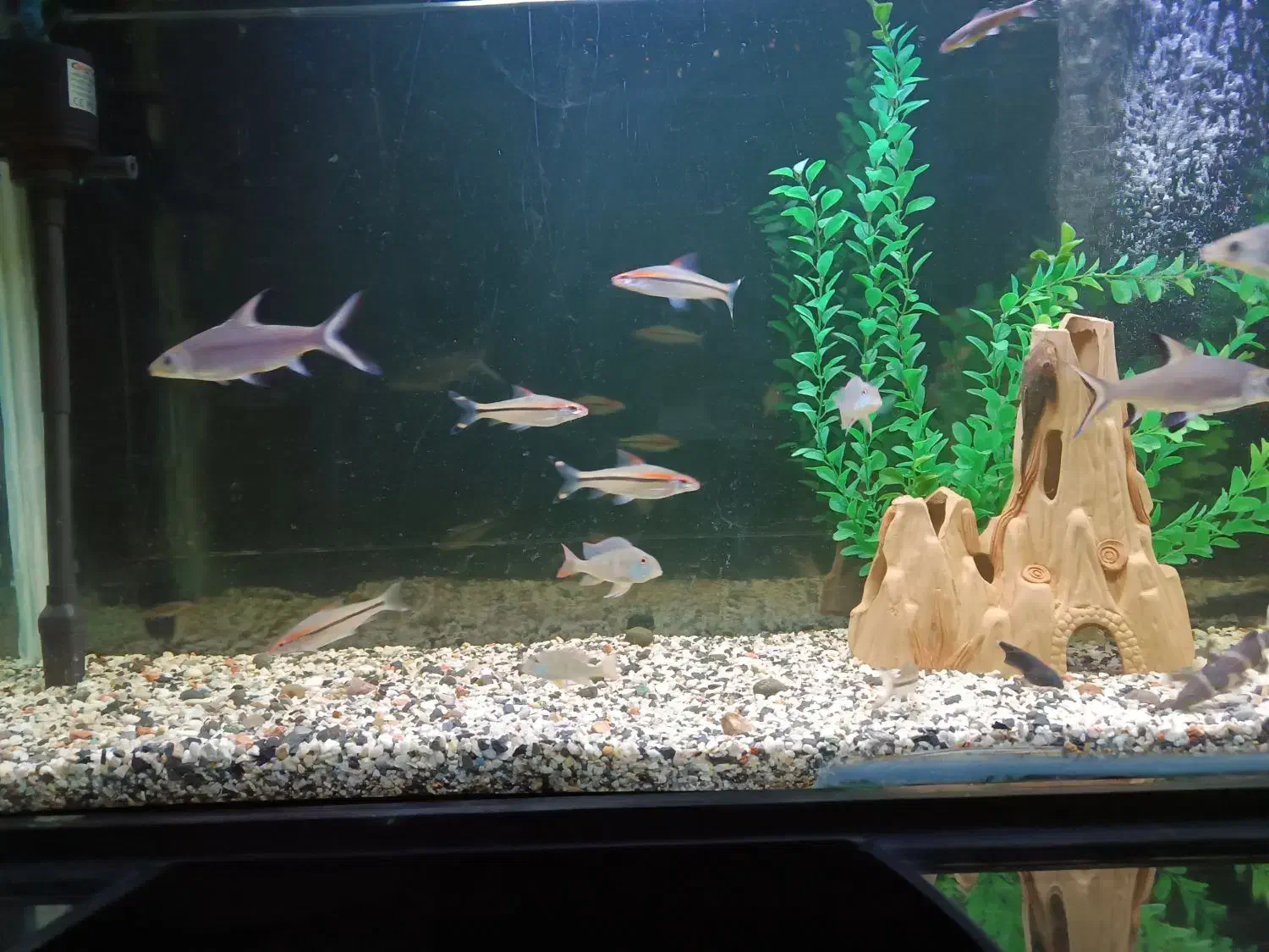 ردلاین سیلور شارک|ماهی|بروجرد, |دیوار