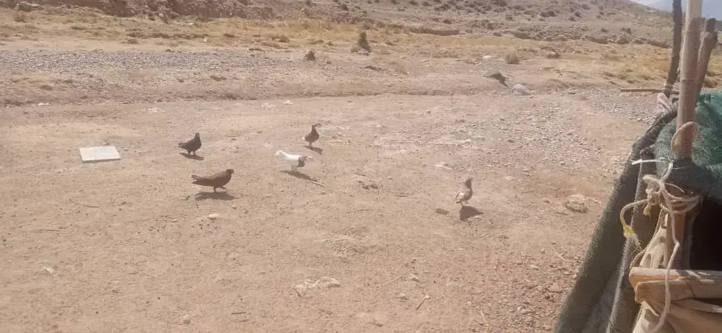 ۸ عدد کبوتر|پرنده|شیراز, انجیره|دیوار