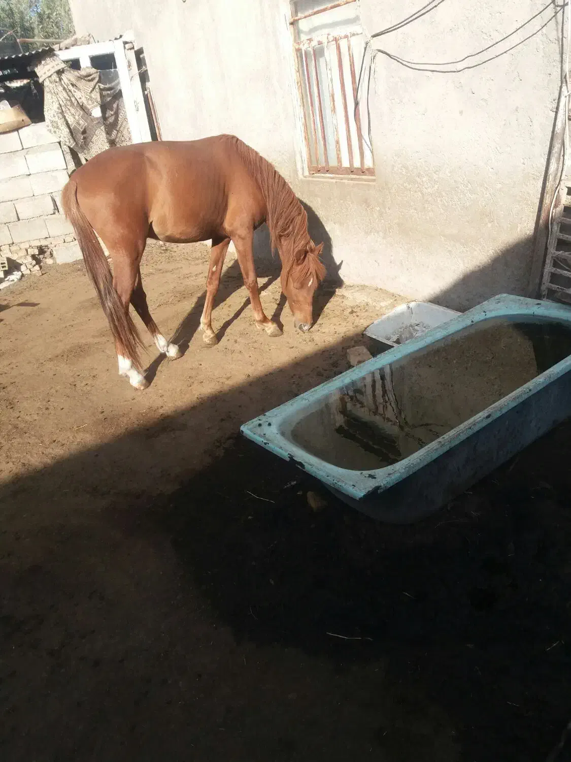 اسب نریان|اسب و تجهیزات اسبسواری|ورزقان, |دیوار