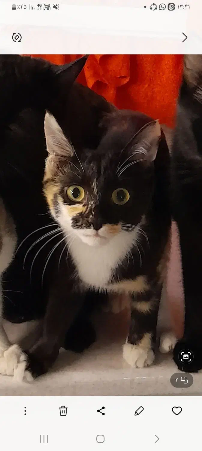 واگذاری گربه|گربه|اندیشه, شهرک مریم|دیوار