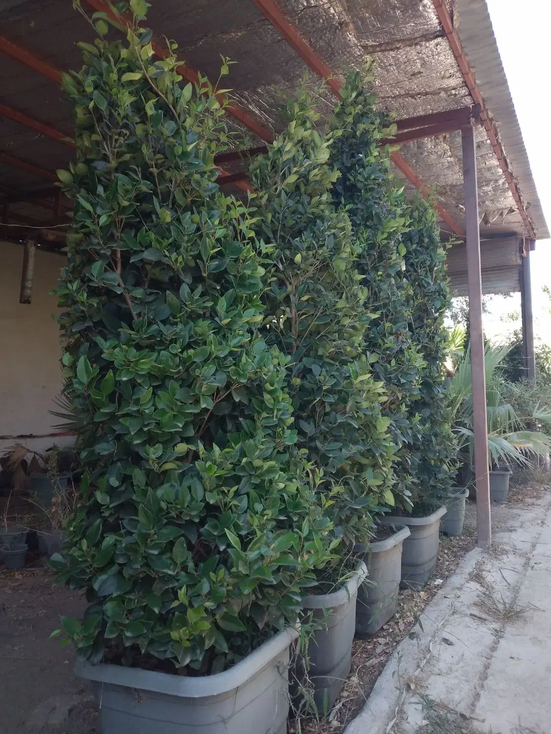 گل و گیاه|گل و گیاه طبیعی|ماهدشت, |دیوار