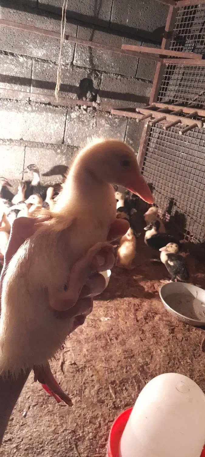 جوجه اردک ۱۷ روزه مگ مگی واکسینه شده|حیوانات مزرعه|نور, |دیوار