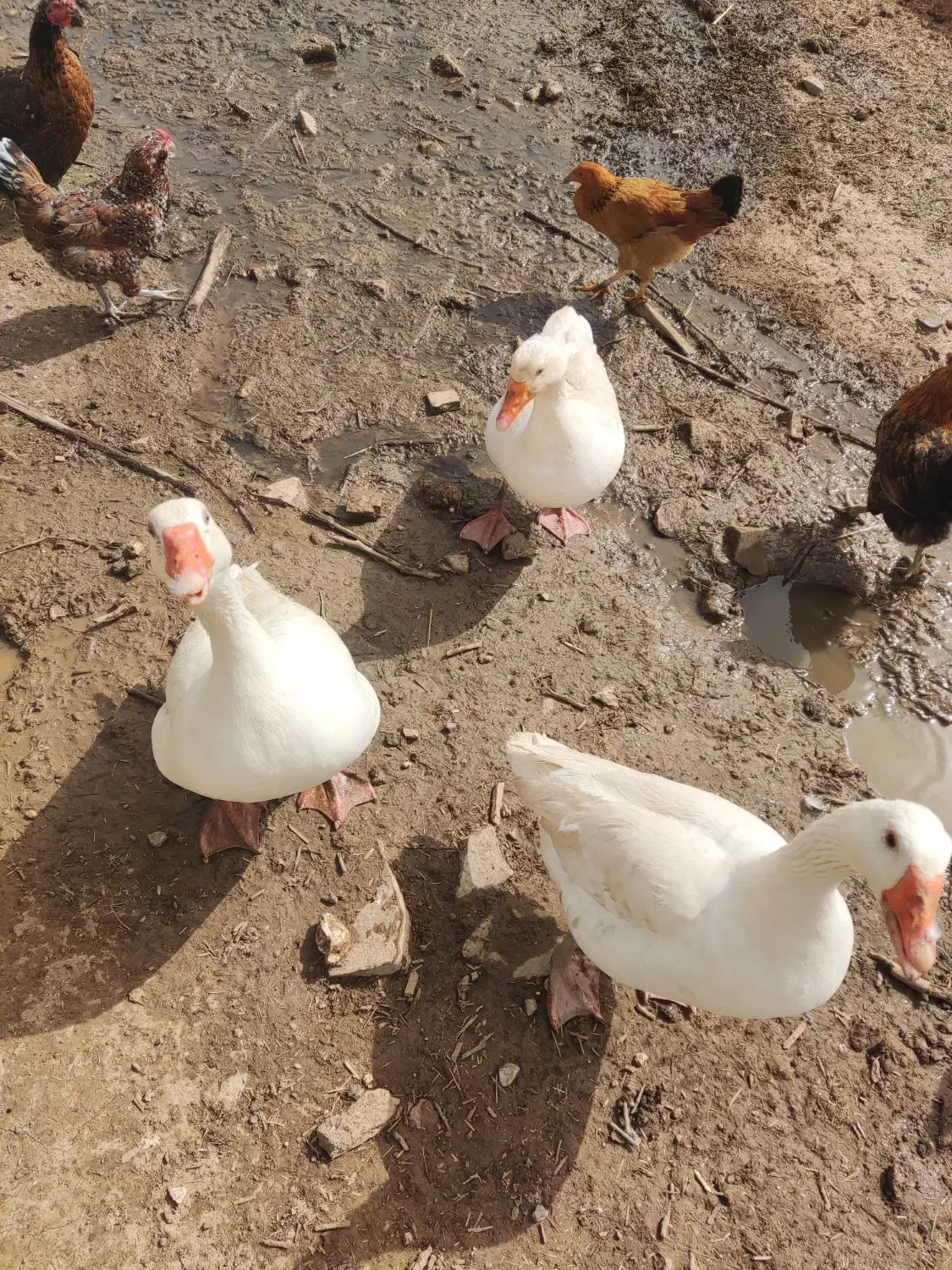 غاز|حیوانات مزرعه|مسجد سلیمان, |دیوار