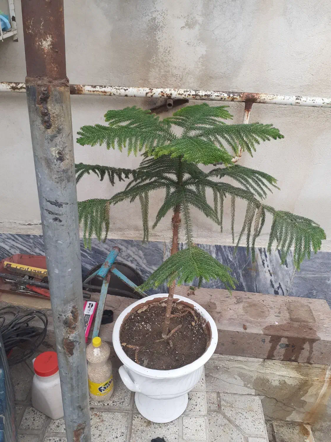 گل چتری باگلدان|گل و گیاه طبیعی|اردبیل, |دیوار