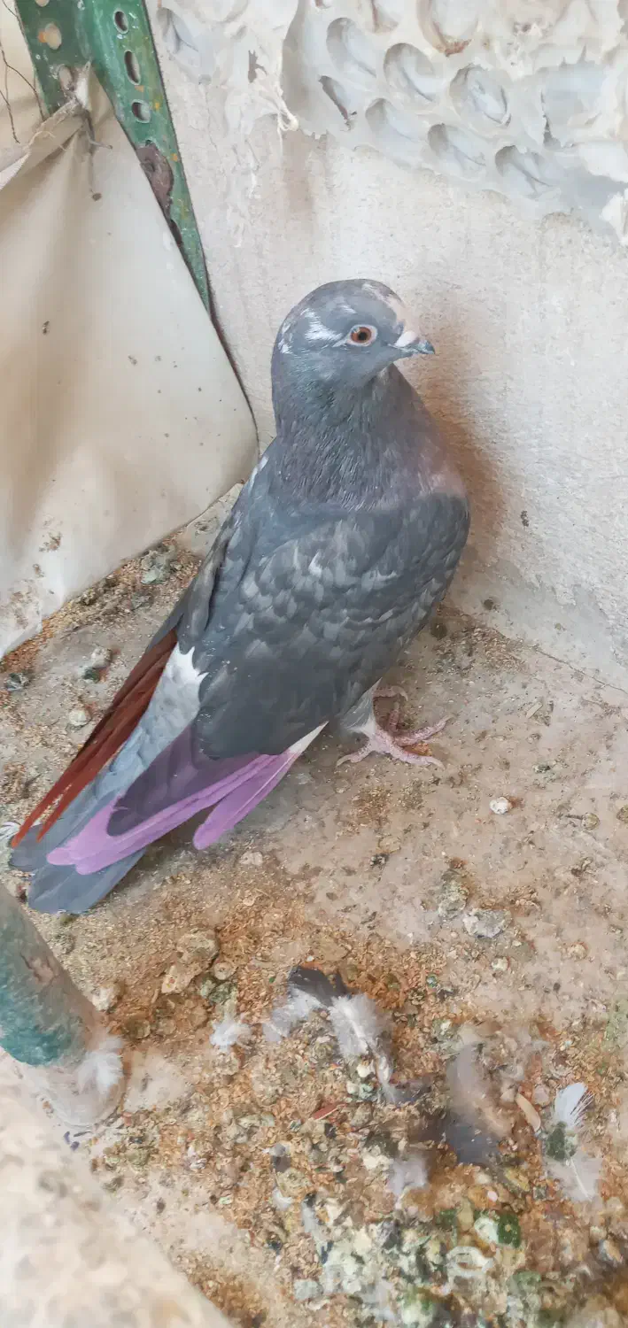 کفتر تزینی  زاغ نر|پرنده|تهران, آهنگ|دیوار