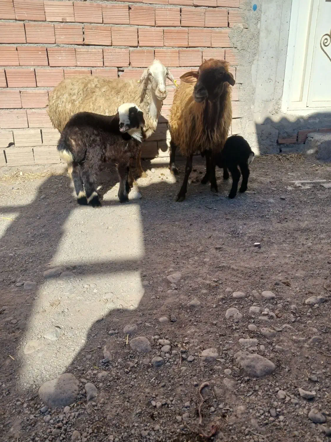 دو عدد گوسفند دامازدخ|حیوانات مزرعه|ارشق, |دیوار