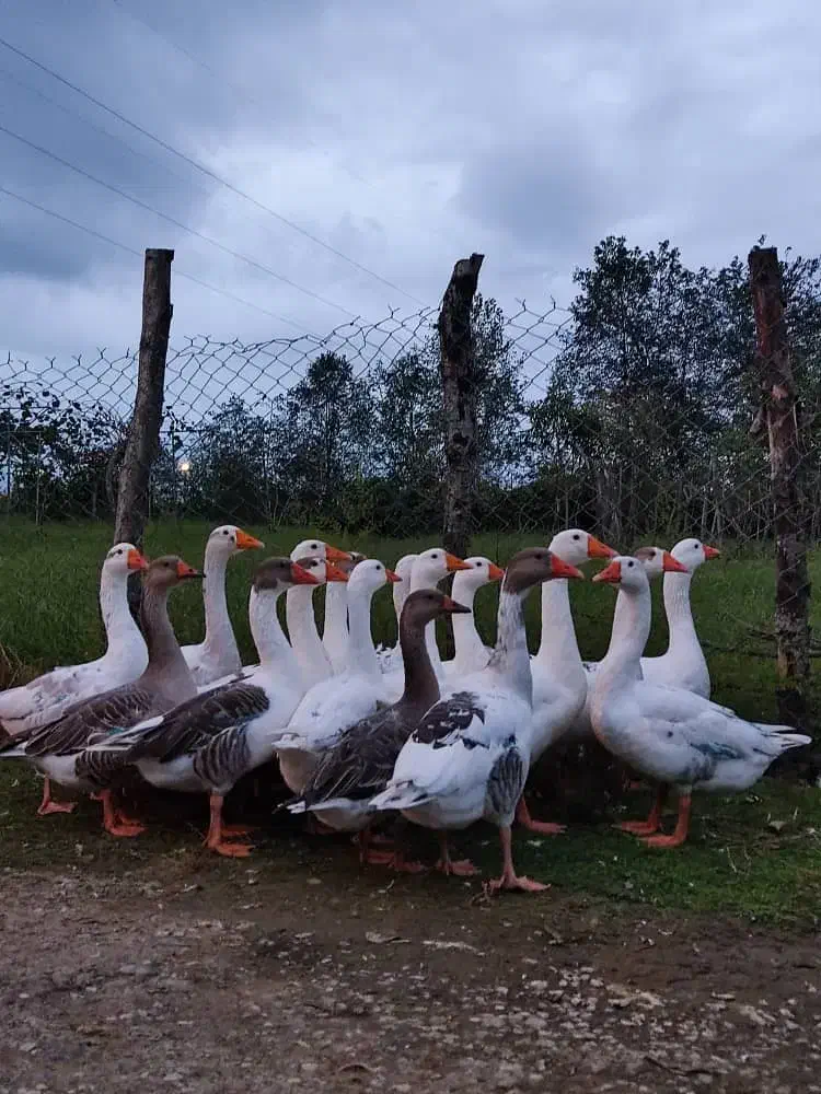 غاز|حیوانات مزرعه|لوندویل, |دیوار