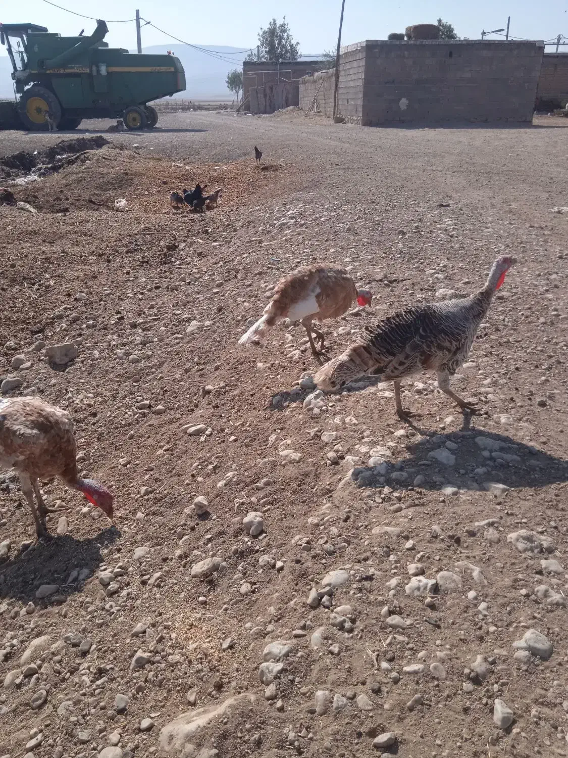 بوقلمون|حیوانات مزرعه|کوزران, |دیوار