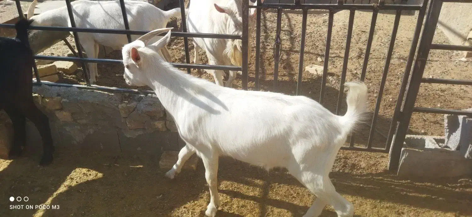 فروش کهره سانن اصل|حیوانات مزرعه|مرودشت, محمد آباد|دیوار