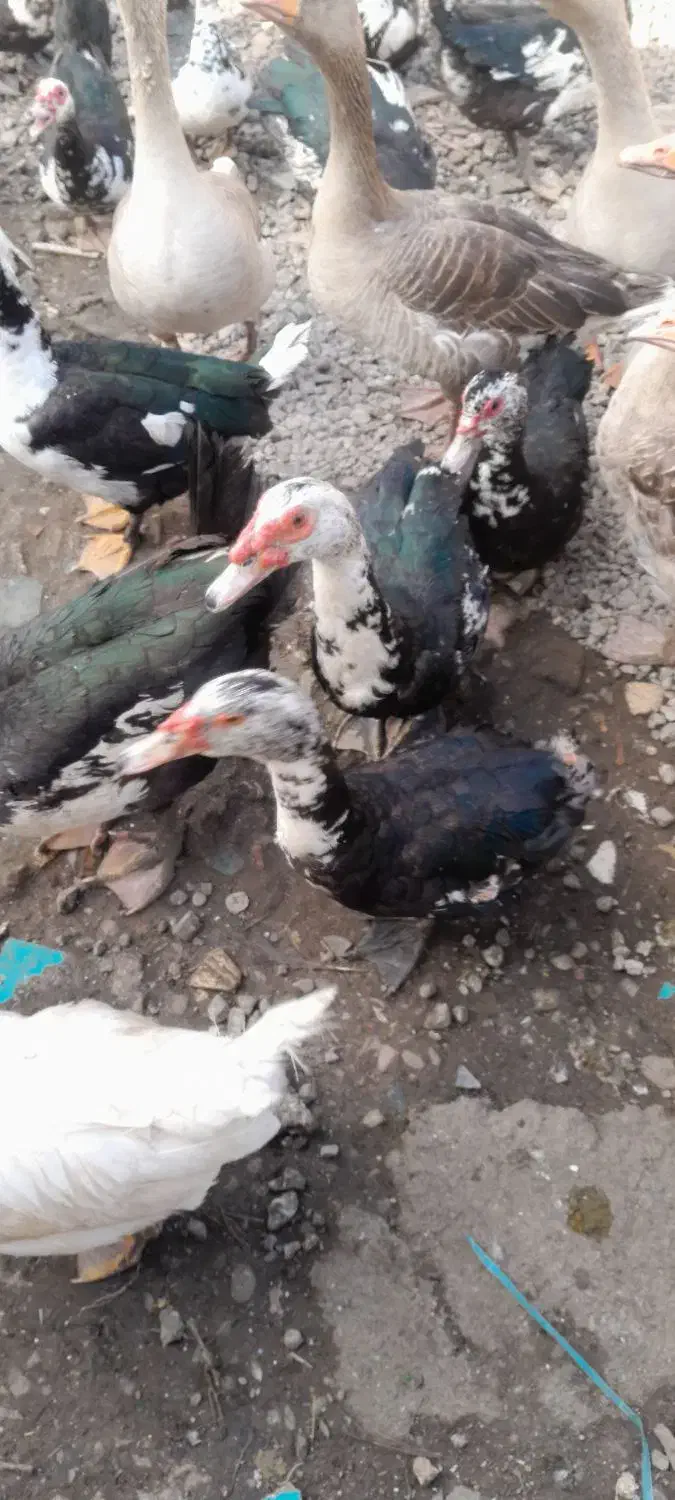 اردک  غاز|حیوانات مزرعه|رشت, پل تالشان|دیوار