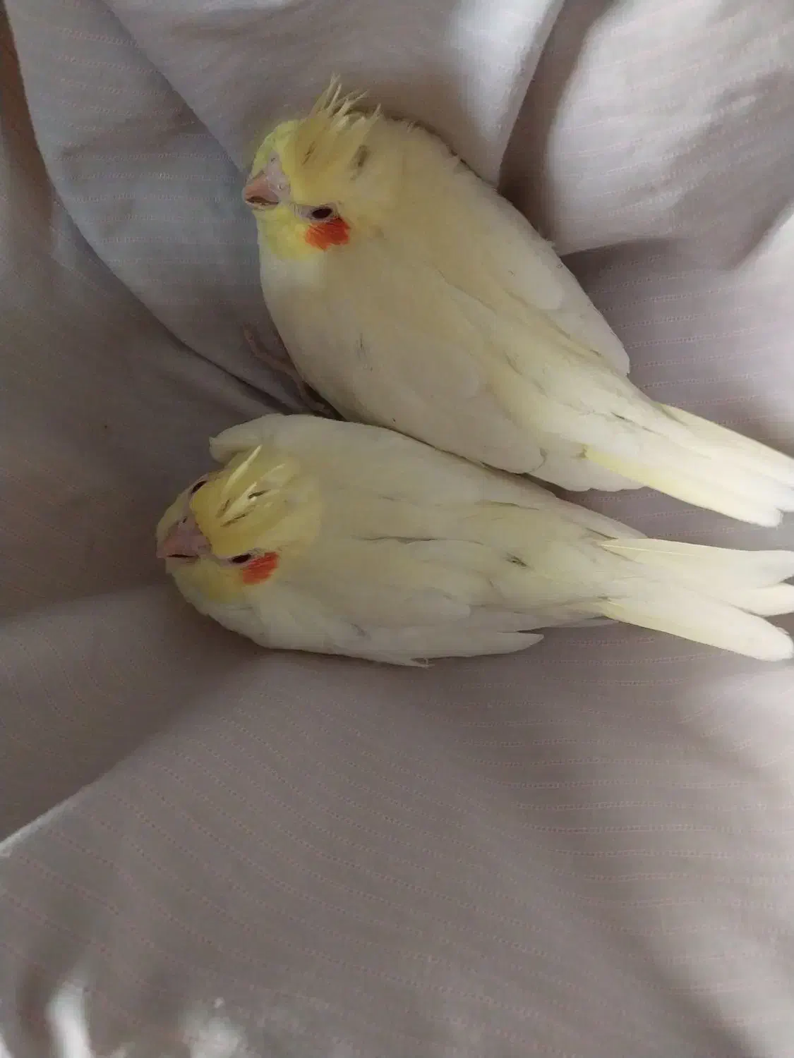 ۲عددجوجه عروس زعفرانی آماده دستی کردن|پرنده|سبزوار, شرق کال شمالی|دیوار