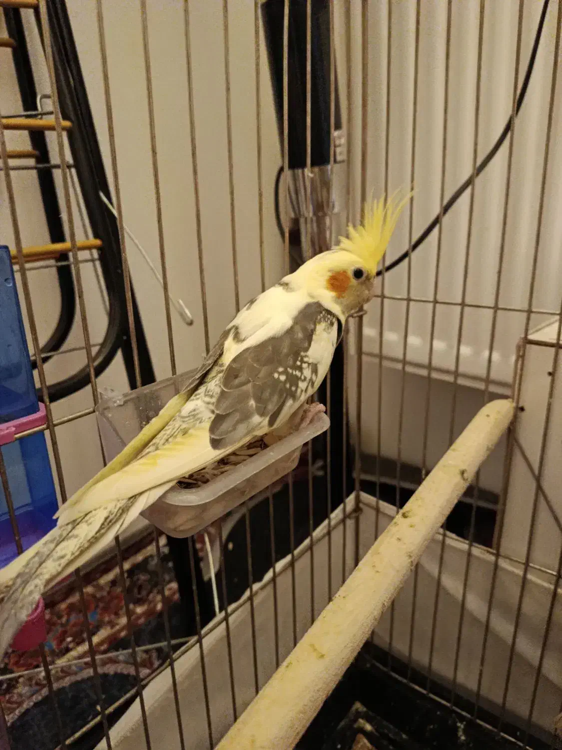 عروس هلندی|پرنده|قم, شهرک فاطمیه|دیوار