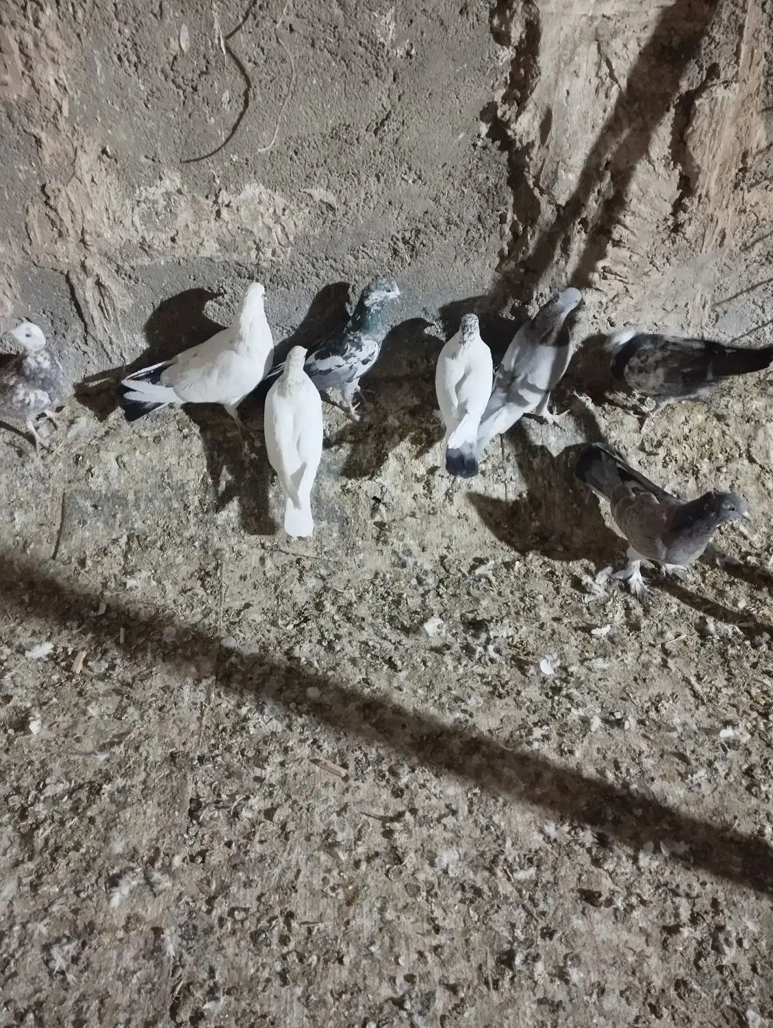 کبوتر|پرنده|قم, ولیعصر|دیوار