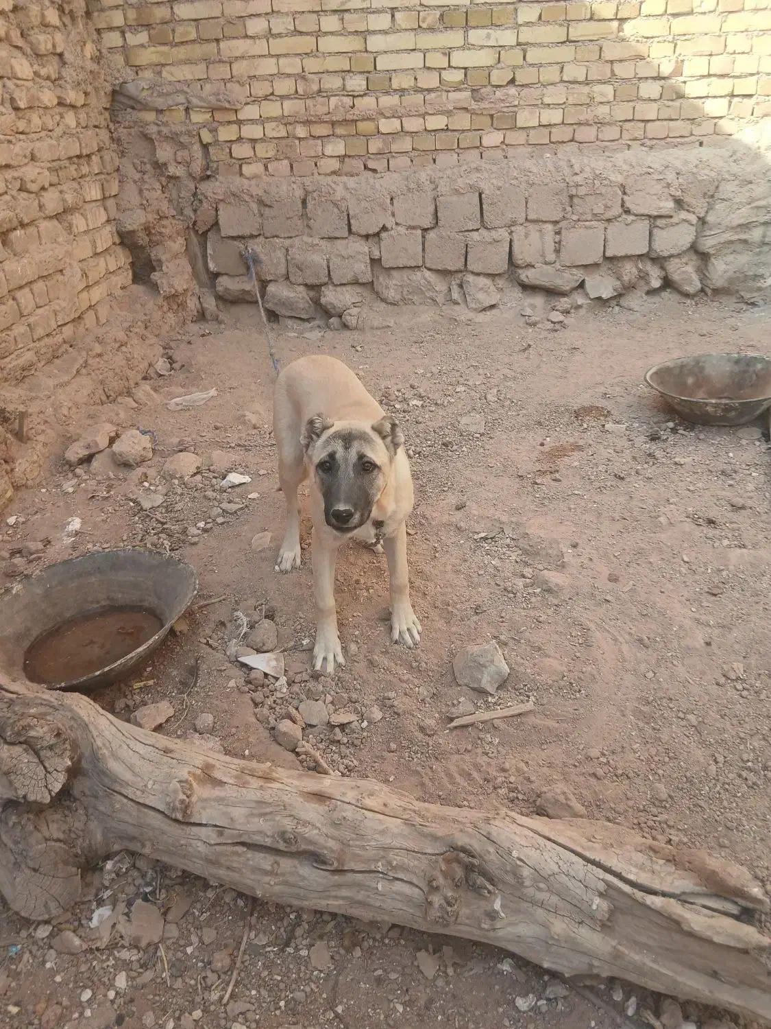 توله سگ سرابی ماده|سگ|تاکستان, |دیوار