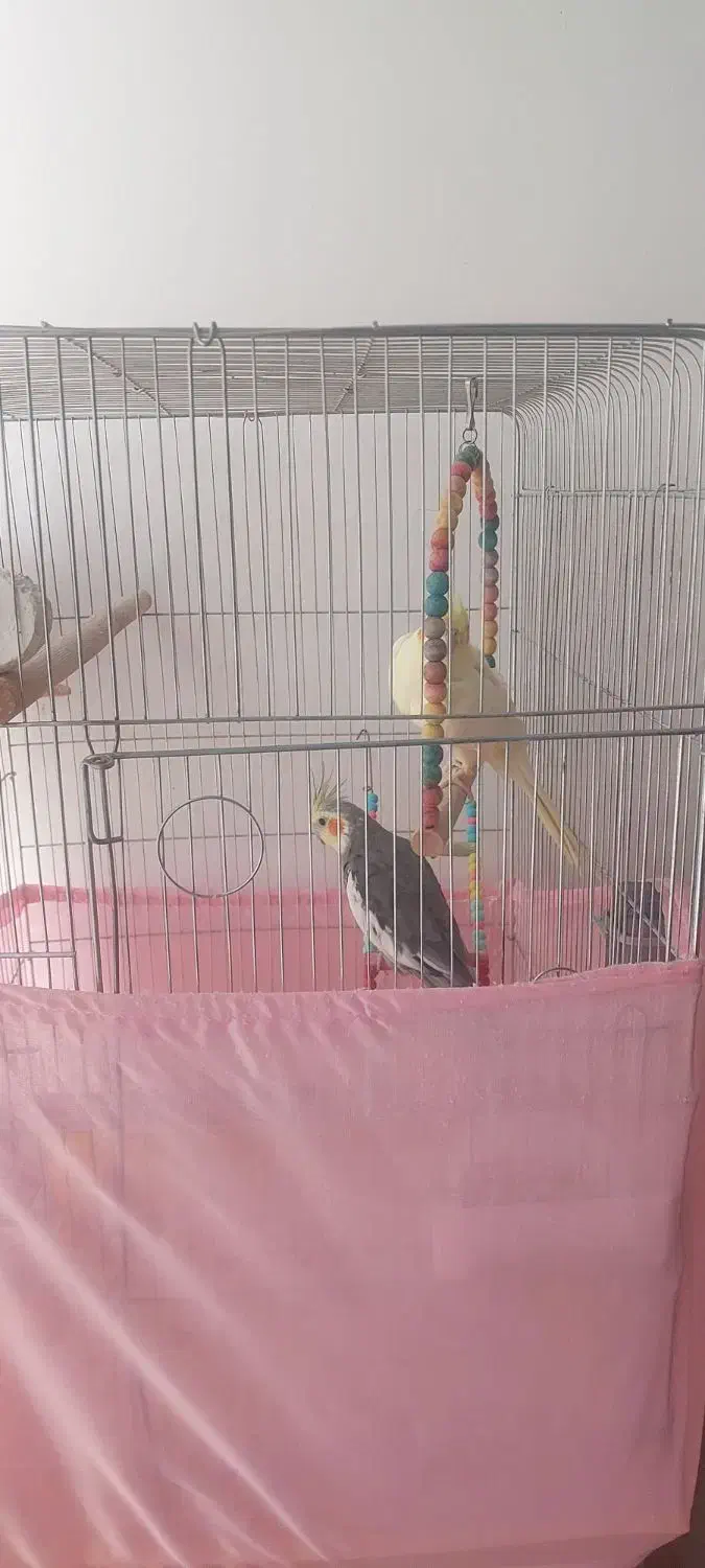 فروش دو عدد عروس هلندی|پرنده|سقز, |دیوار