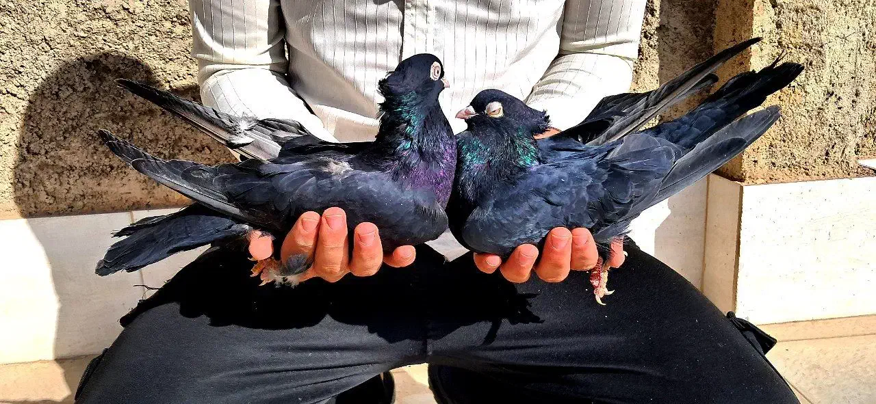 کبوتر کفتر زاغ قیل سیاه سرخ سوسنی واکسی چشم نوک|پرنده|شهرضا, |دیوار