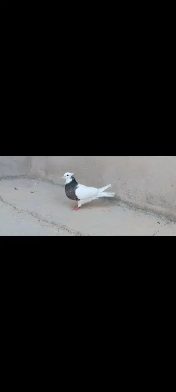 کفتر|پرنده|شیراز, شاهچراغ|دیوار