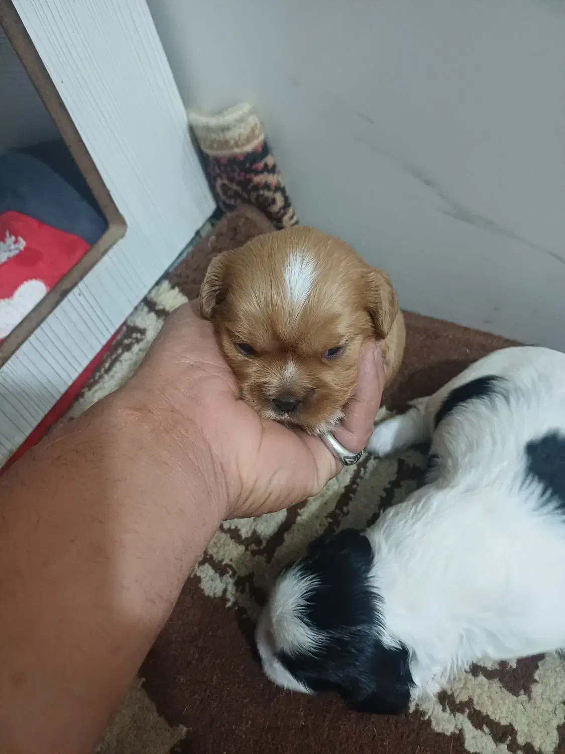 سگ شیتزو سوپر فلت|سگ|چهاردانگه (تهران), |دیوار