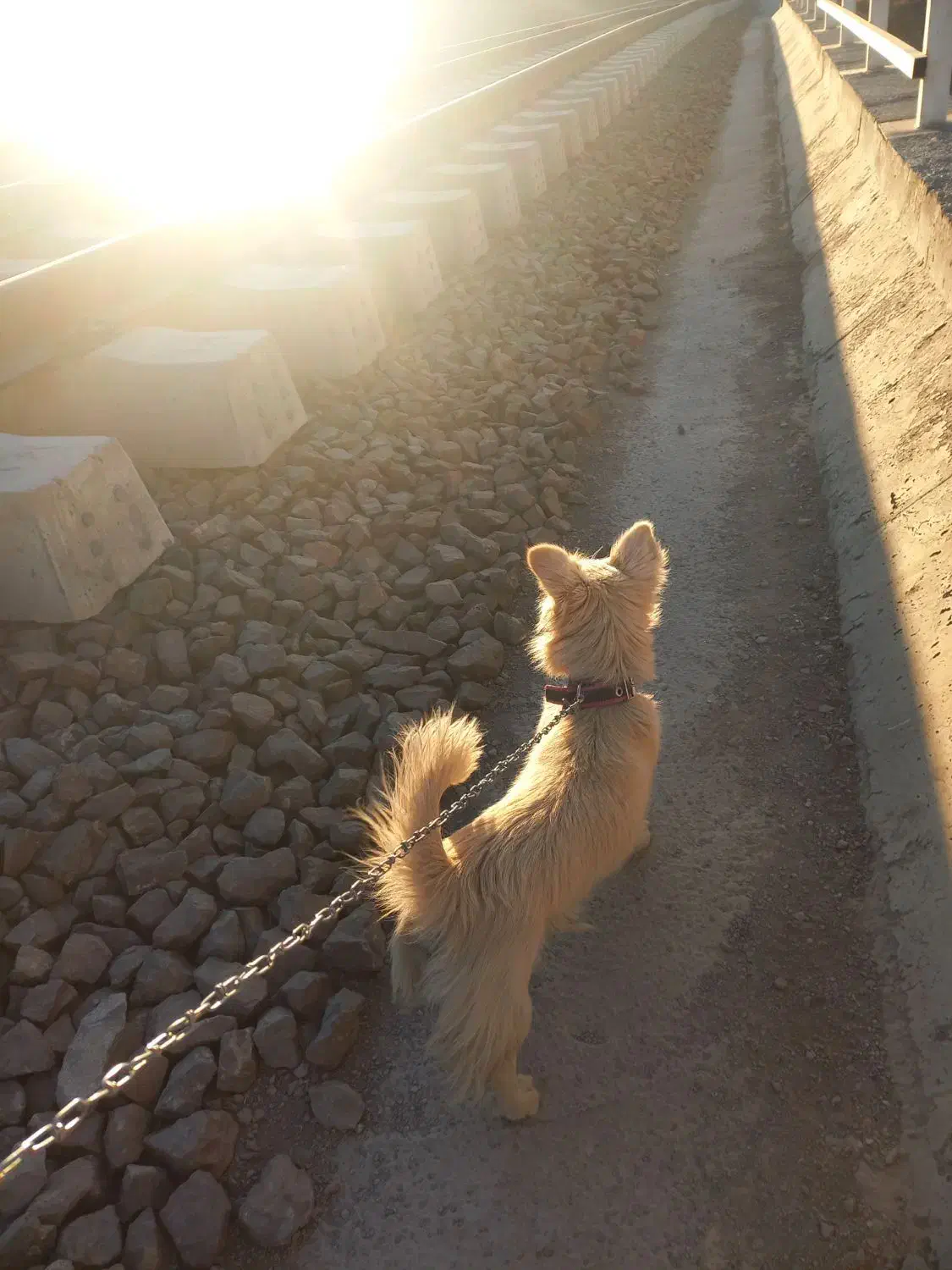 سگ پاپی|سگ|مبارکه, |دیوار