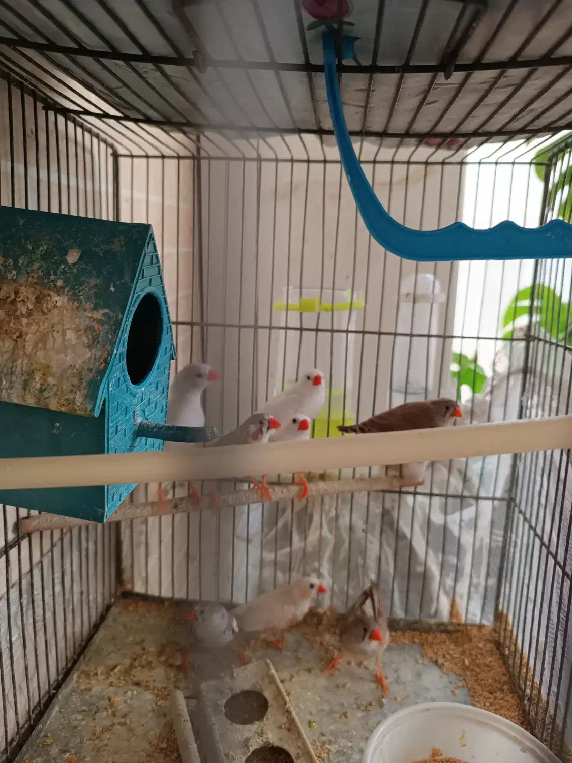 6عدد فنچ|پرنده|ری, فیروزآبادی|دیوار