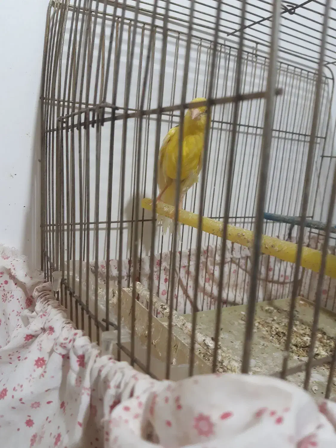 قناری ماده طلایی ۵ تخم اماده اماده|پرنده|بیرجند, |دیوار