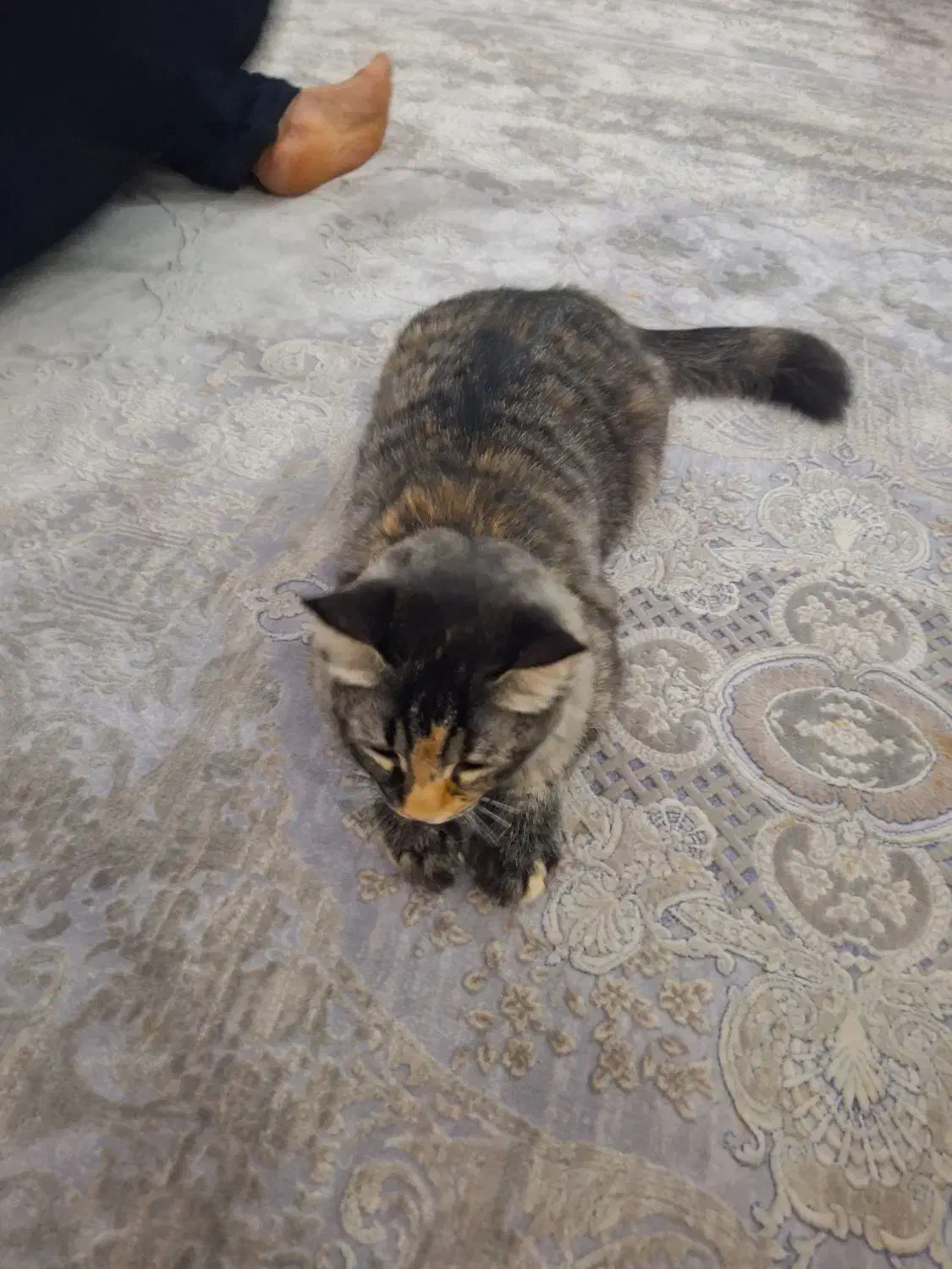 گربه واگذاری|گربه|شهریار, شهریار|دیوار