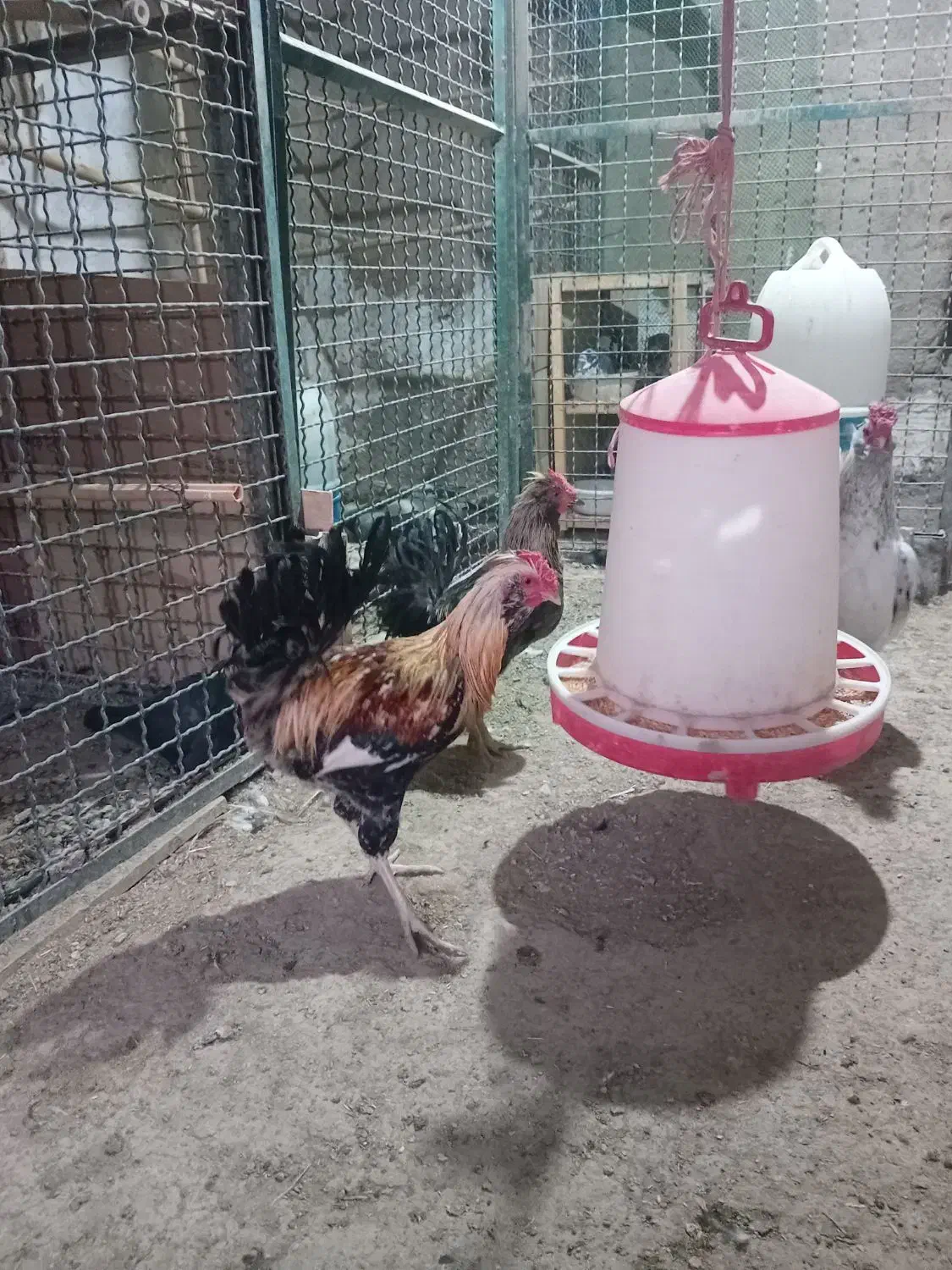 خروس گلین ریشو پنگوئنی چهل تاج|حیوانات مزرعه|ری, هاشمآباد|دیوار