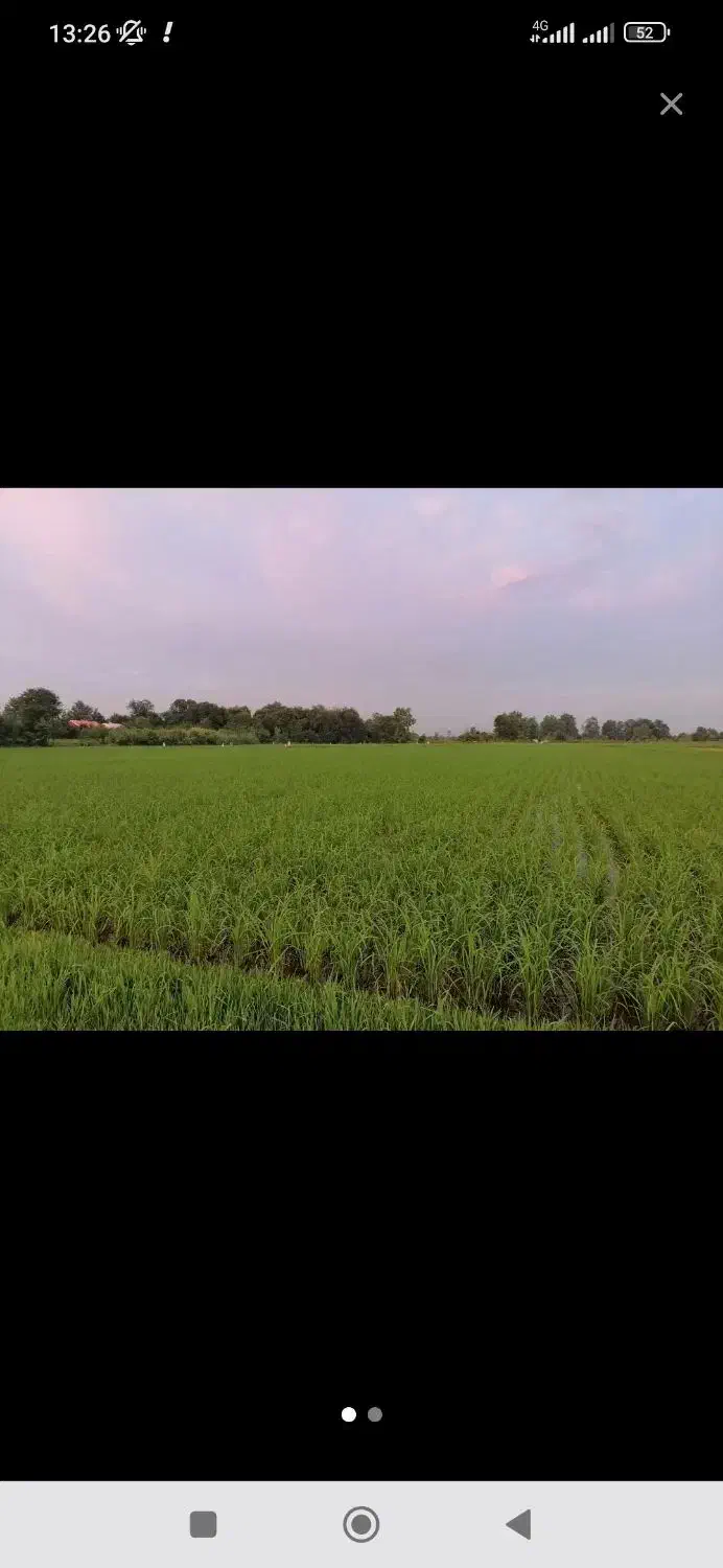 شالیزار  مرغوب کنار آبندان|فروش دفتر صنعتی، کشاورزی، تجاری|آکند, |دیوار