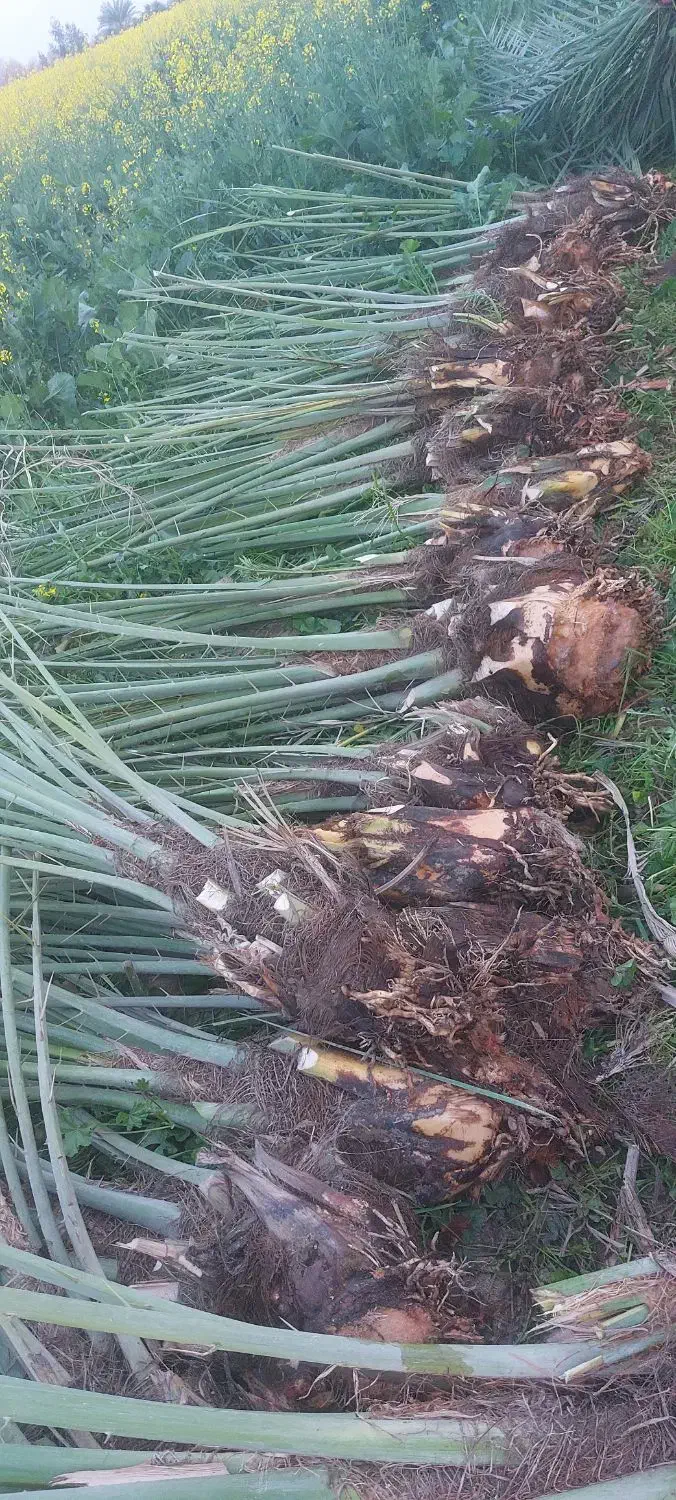 پاجوش|گل و گیاه طبیعی|کرخه, |دیوار