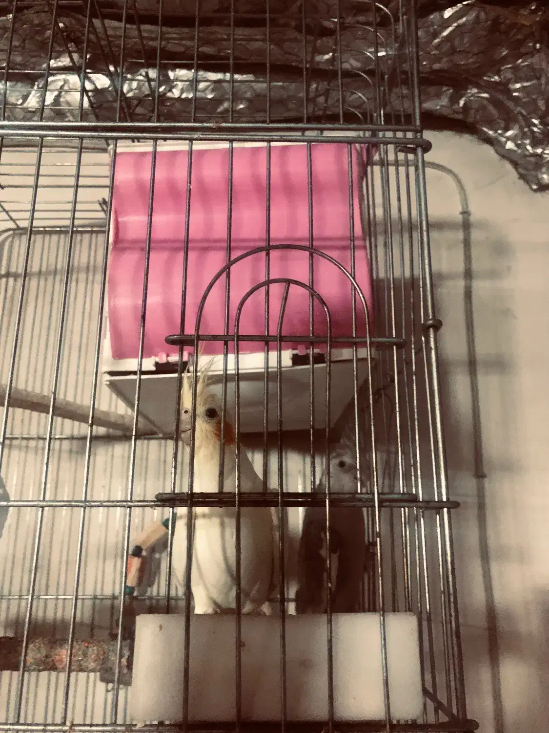 عروس هلندی مولد جفت|پرنده|بهارستان, |دیوار