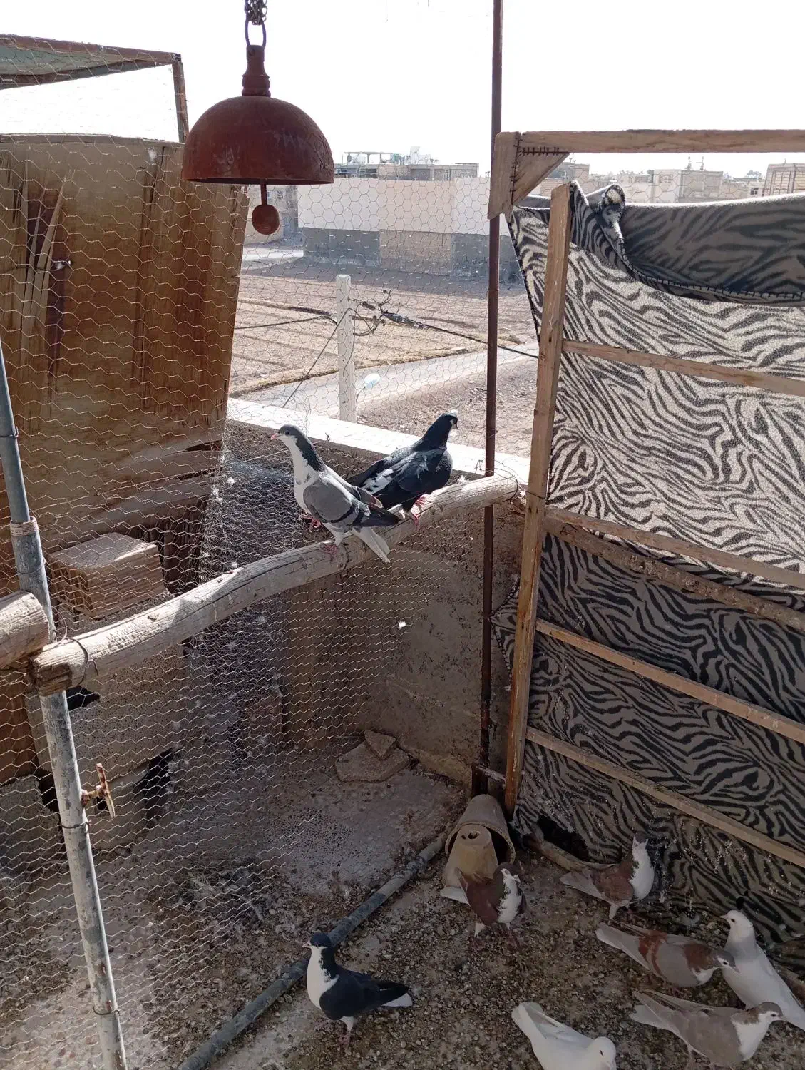 چند عدد دمگیر|پرنده|خمینی‌شهر, |دیوار