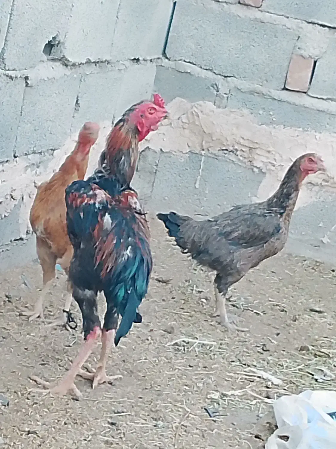 مرغ و خروس|پرنده|ایرانشهر, |دیوار