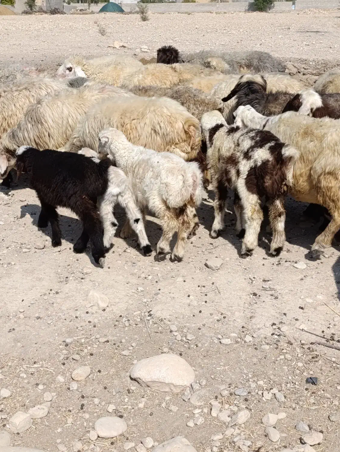 میش بره دار و آبستن|حیوانات مزرعه|جره و بالاده, |دیوار