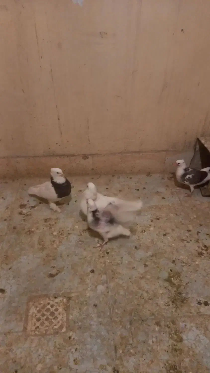 کبوتر‌طوقی‌با‌دوعدد‌جوجه|پرنده|بابا حیدر, |دیوار