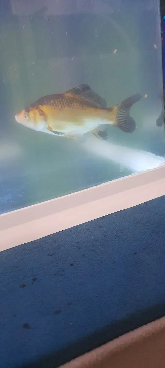 دو عدد ماهی کاراس|ماهی|اسلامآباد غرب, |دیوار