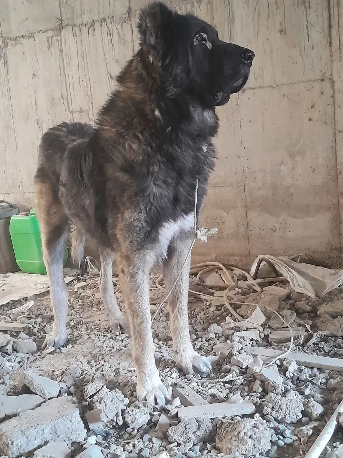 قره باش سرابی ذات قدیم|سگ|آشخانه, |دیوار