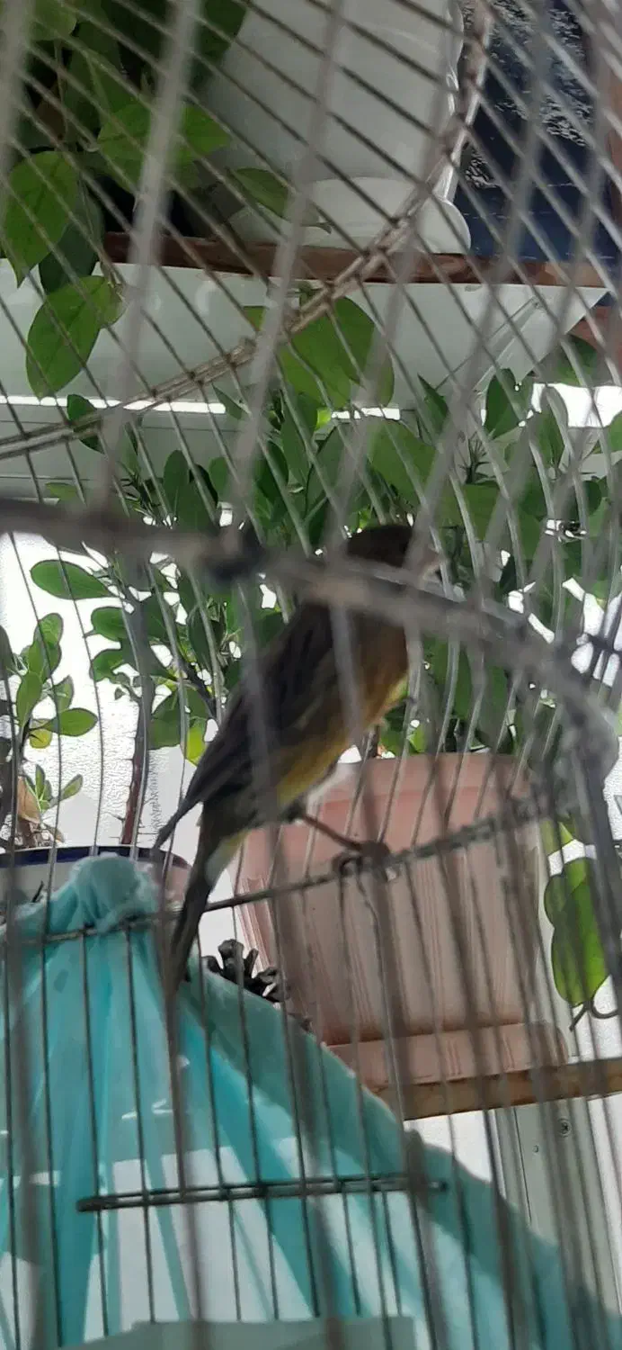 قناری نر|پرنده|کرمان, |دیوار