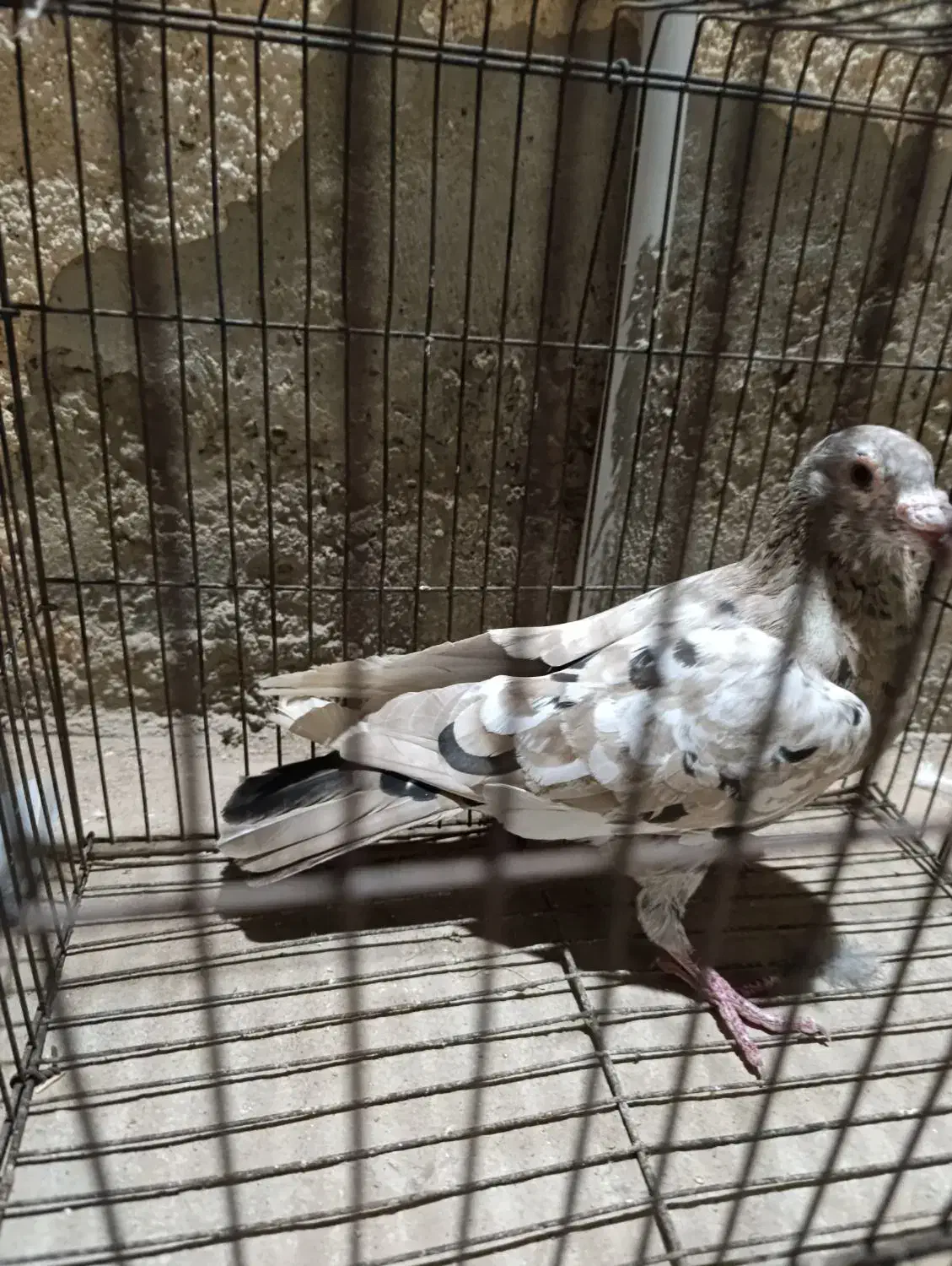 کبوتر سرور گم شده آبپخش|حیوانات|آبپخش, |دیوار