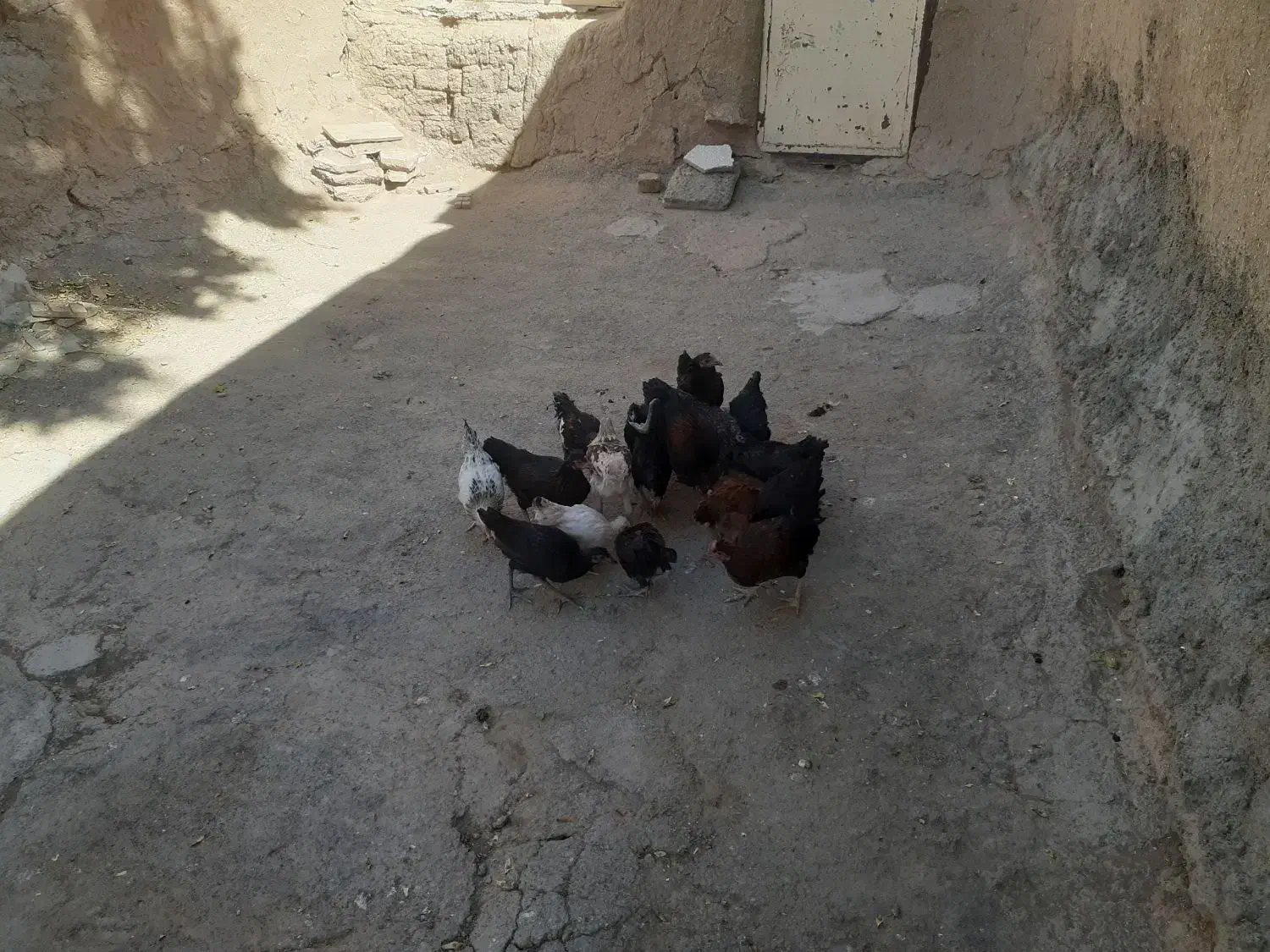 مرغ|پرنده|ماهیدشت, |دیوار