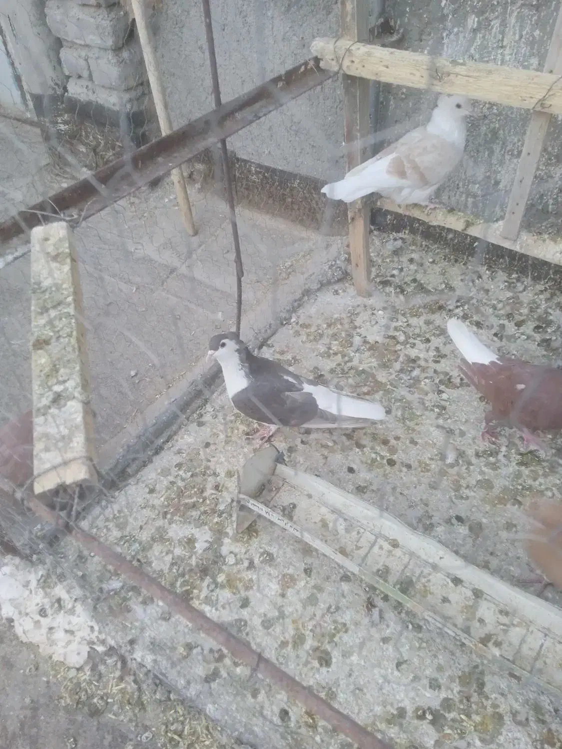 چندتا رنگه ماده|پرنده|تربت‌حیدریه, اندیشه|دیوار