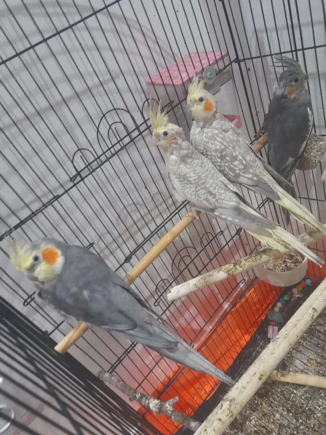 جوجه عروس هلندی|پرنده|تهران, جوادیه تهرانپارس|دیوار