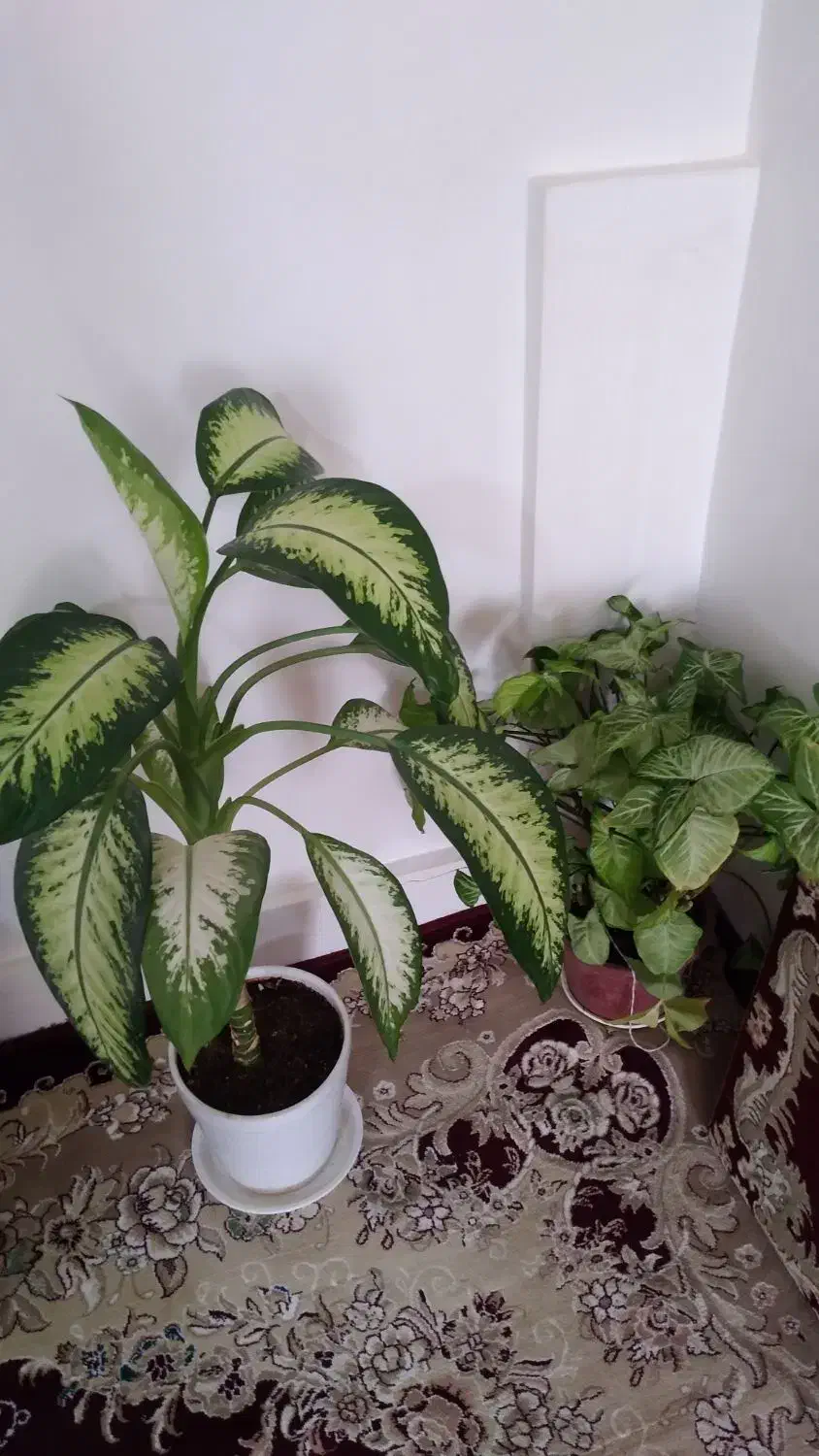 گل فروشی|گل و گیاه طبیعی|سنقر, |دیوار