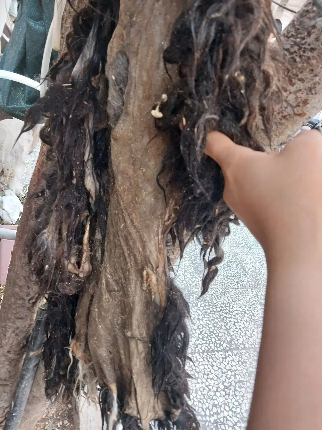 پوست گوسفند|لوازم جانبی حیوانات|شیراز, شهرک بهار|دیوار