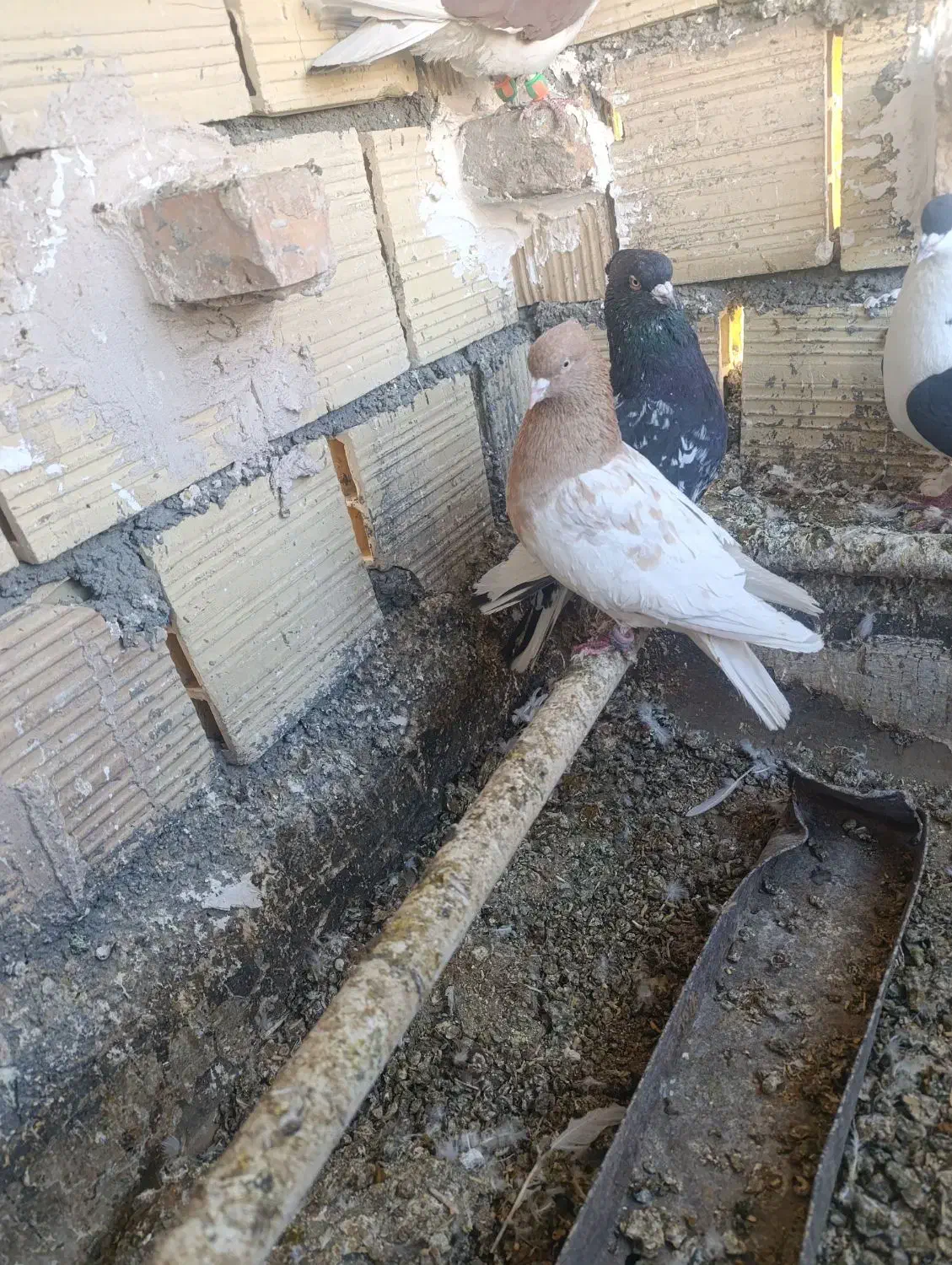 فروشی|پرنده|فردوس (خراسان), |دیوار